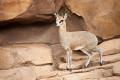 IMG_8512 klipspringer